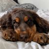 cockerspanieltoby