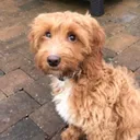 @buddy_budster_1