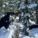 @tahoe_calupoh_usa