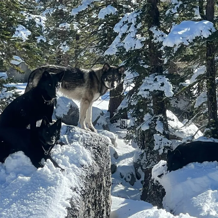 @tahoe_calupoh_usa