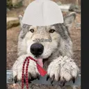 @sheikhwolfy
