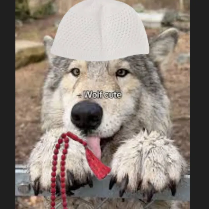 sheikhwolfy