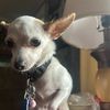 izzy.the.chihuahu