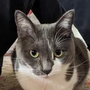 @peepa.kitty