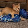 threeredcats916