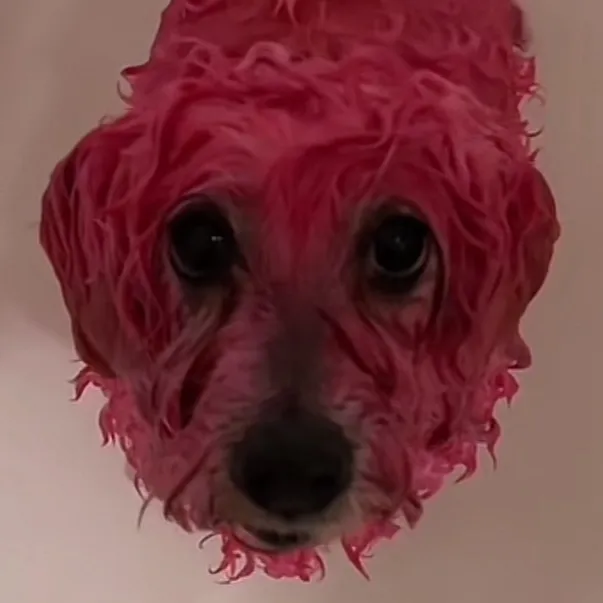 ppweeweelarge