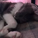 @asbo2142