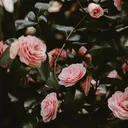 @mea.taylor7