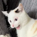 @kittycatavenue