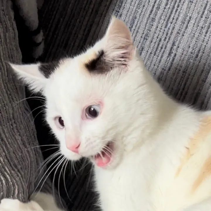 @kittycatavenue