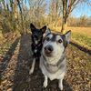 miyawillowdogs