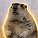 @dailymarmot00