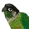 crystal.conure
