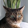 missmia.tabbycat