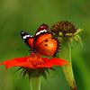 wild_animal13