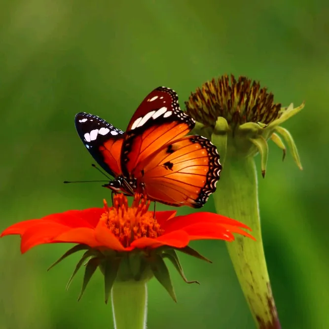 wild_animal13