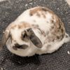 yourshyguy