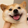 livelydog.w1