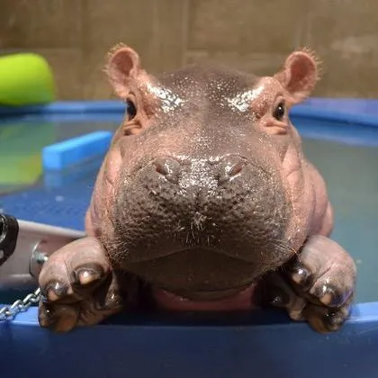 @cincinnatizoo