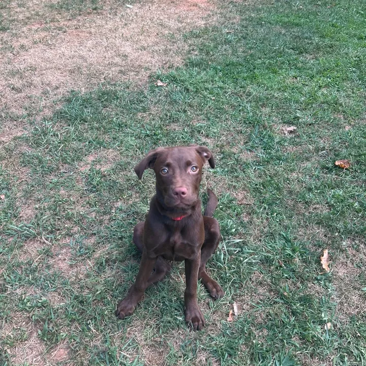 coco_the_crazy_lazy_lab