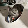 kittythecat29