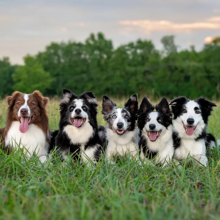 exploringk9training
