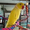 tweetyringneck
