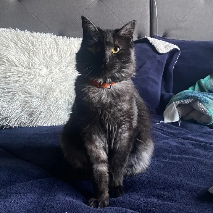 @kiracats