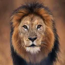 @lionsightings