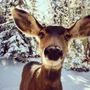@dddeerhunt