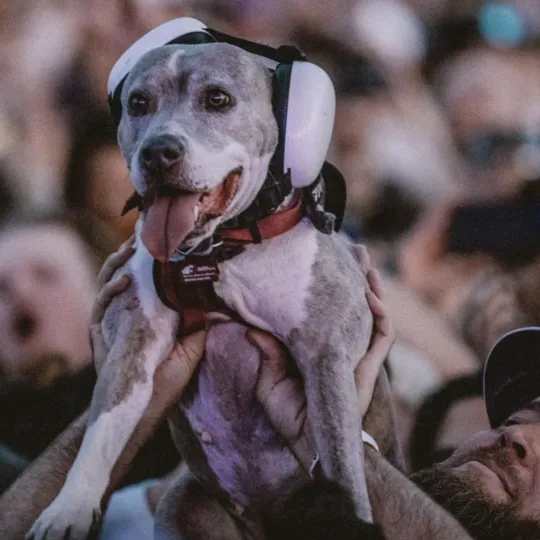 @oatmealtheadventuredog