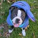 @sirleotheterrier