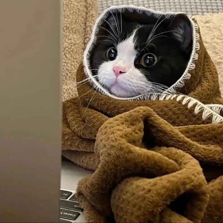 funny.cute.pet28