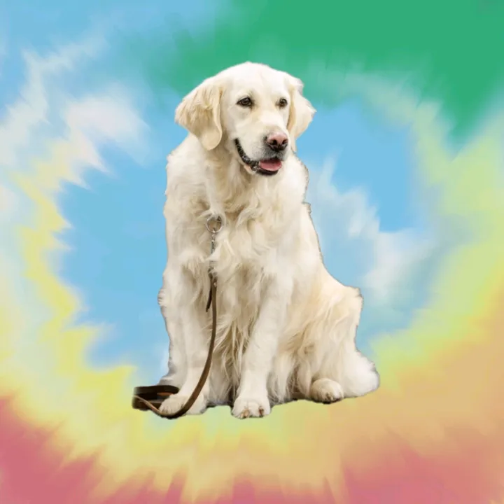 sad_boy_and_his_golden