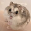 bob_the_hamster_______