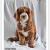 teddygrahamtheredcavapoo