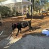 gilleycreekkennels