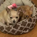 @indyfurryfriends