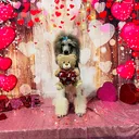 @luxetheadventurepoodle