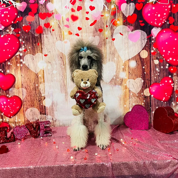 luxetheadventurepoodle