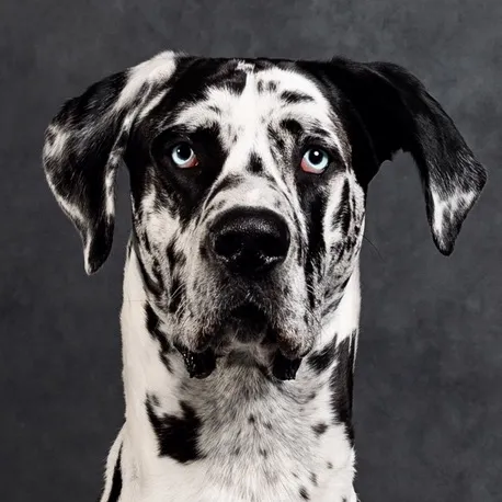 @roccothegreatdane