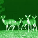 @nightvisionmh
