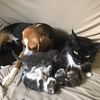 helpmeplease_mycatissick