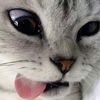 siberianhuzkyy