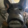 da_bhris