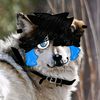 sugarc00k1e_pup