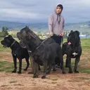 @versace_canecorso