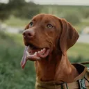 @bristonthevizsla