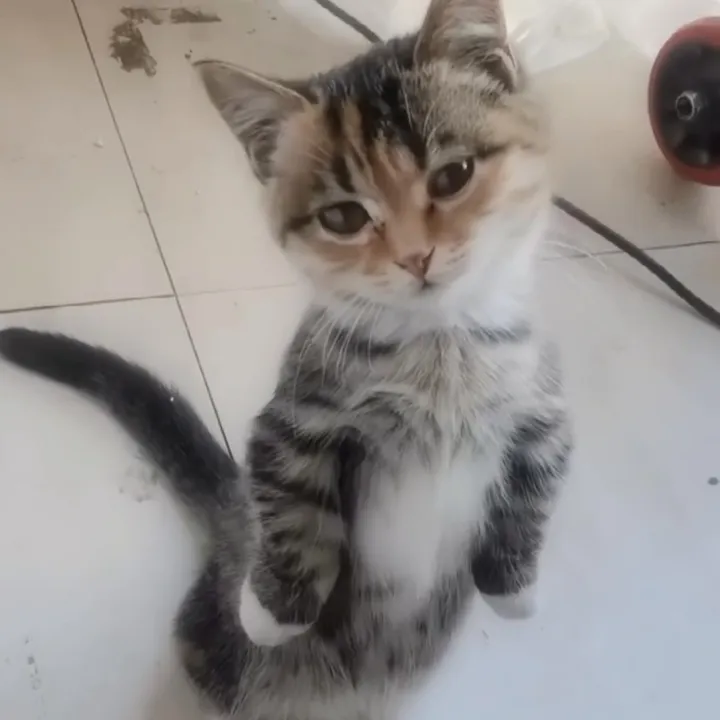 @meowconcept
