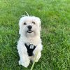 thorthehavanese